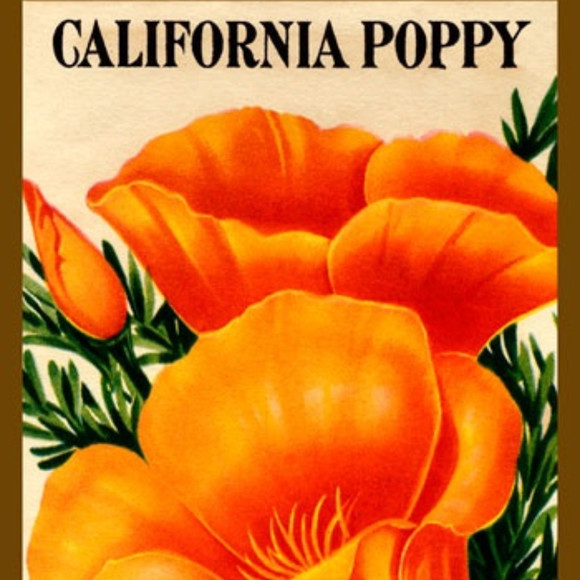 occidentalpoppy